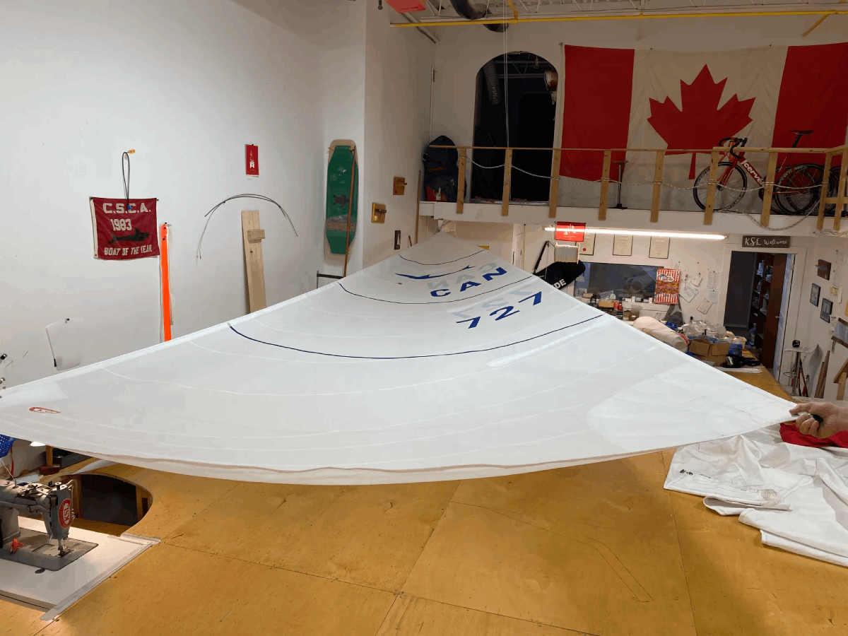 shark-1